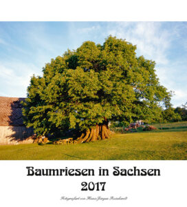 Baumriesen-Sachsen